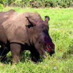 Πώς οι Λαθροκυνηγοί οδηγούν τους Αφρικανικούς Ρινόκερους προς Εξαφάνιση