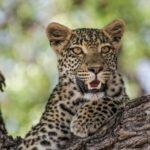 Ψάχνοντας Λεοπαρδάλεις και Γατόπαρδους (Τσίτα) στο Serengeti