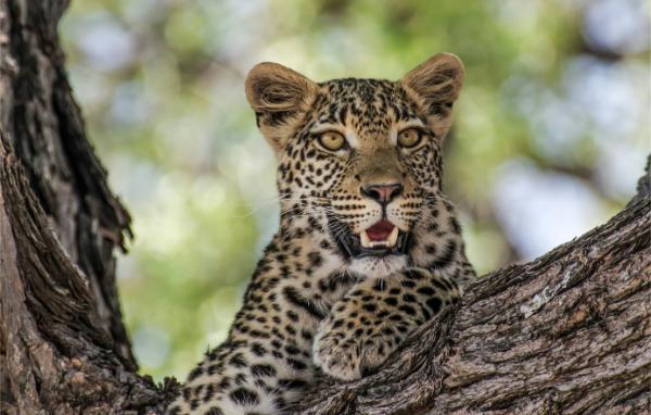 Ψάχνοντας Λεοπαρδάλεις και Γατόπαρδους (Τσίτα) στο Serengeti