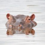 That Hippo Who Almost Killed Me in the Okavango Delta of Botswana