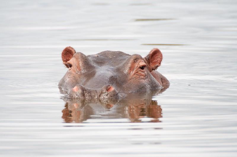 That Hippo Who Almost Killed Me in the Okavango Delta of Botswana