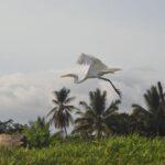 Photos: Laguna del Palmar, Oaxaca, Mexico (2022)