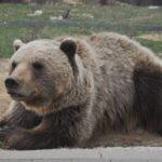 Photos: Pristina Bear Sanctuary, Kosovo (2023)