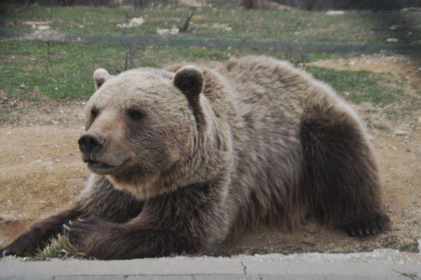 Photos: Pristina Bear Sanctuary, Kosovo (2023)