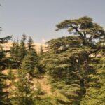 Photos: Cedars of God, Lebanon (2023)