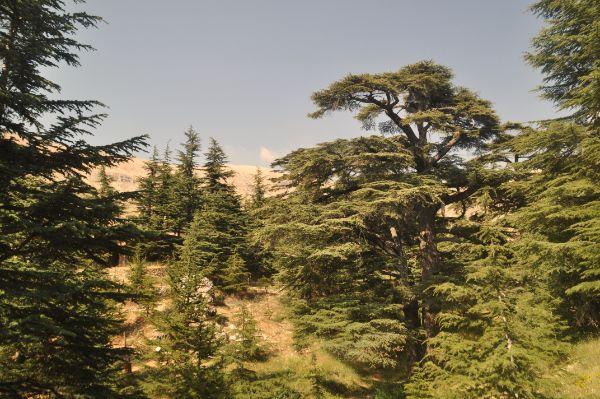 Photos: Cedars of God, Lebanon (2023)