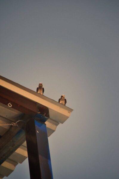 Two curious birds staring at us from the eave