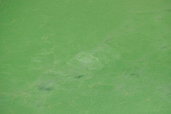 close up of seething surface of santa ana crater volcano lake in el salvador