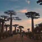 Photos: Avenue of Baobabs, Madagascar (2023)