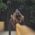 Photos: Ranomafana National Park, Madagascar (2023)