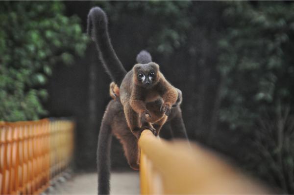 Red-bellied lemurs crossing the bridge in ranomafana national park
