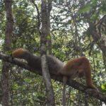 Photos: Analamazaotra Reserve, Madagascar (2023)