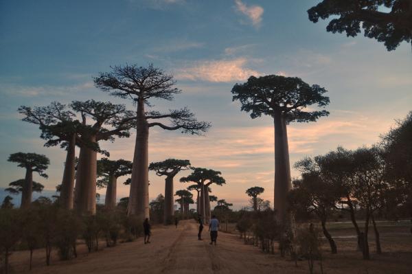 avenue of baobabs morondava madagascar travel blog