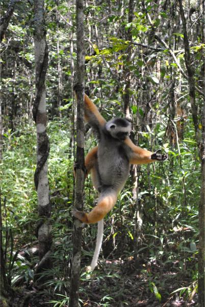 Diademed sifaka jumping off the tree analamazaotra reserve
