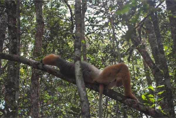 Diademed sifaka lemur having a good lie-down andasibe madagascar