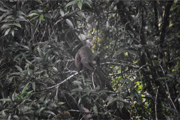 Common brown lemur andasibe national park