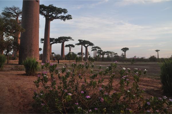 avenue of baobabs dawn view