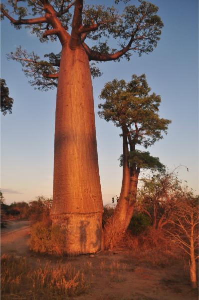 small baobab tree growing out of a big lone like a penis 
