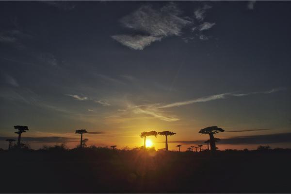 avenue of baobabs sunrise