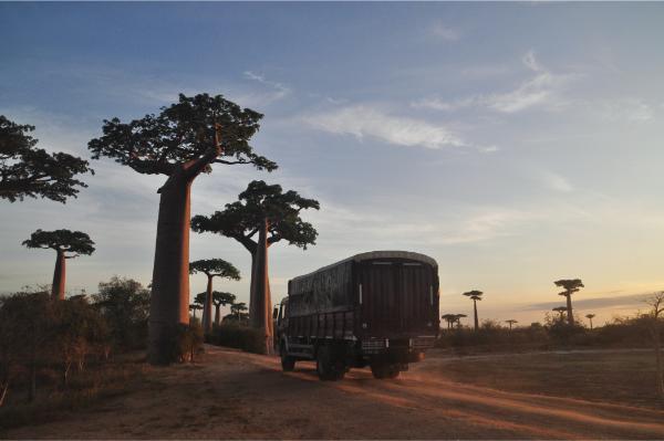 vintage truck driving along the avenue of baobabs