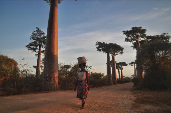malagasy woman with basket on head walking along the avenue of baobabs