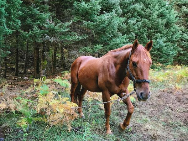 elati arcadia greece brown horse