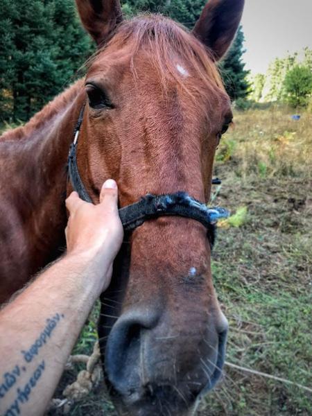 stroking a horse elati arcadia greece