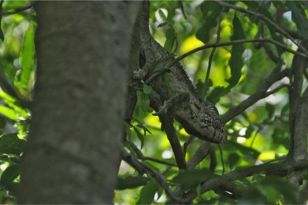Chameleon in the foliage isalo national park madagascar