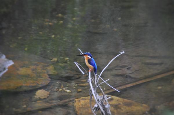 Kingfisher isalo national park madagascar