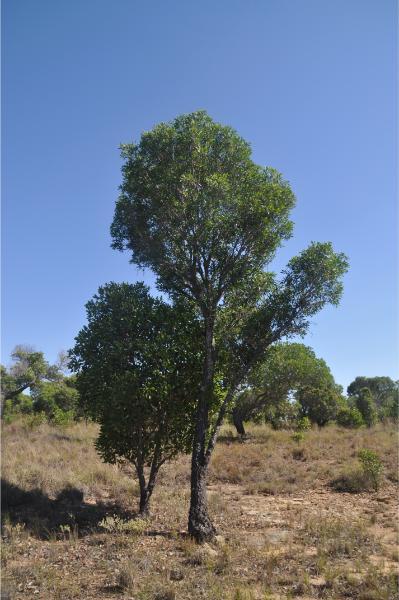 asteropeia tree isalo national park madagascar