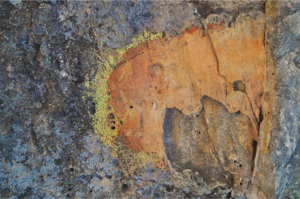 Rock lichens isalo madagascar