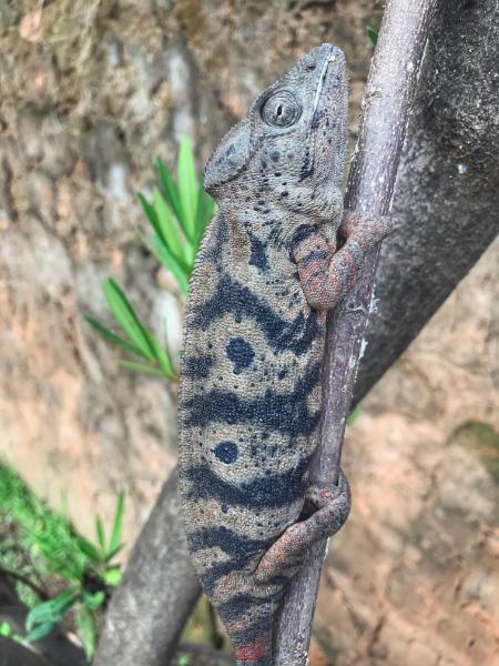 Chameleon in wood color