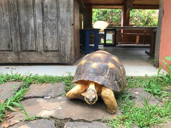 madagascar giant tortoise