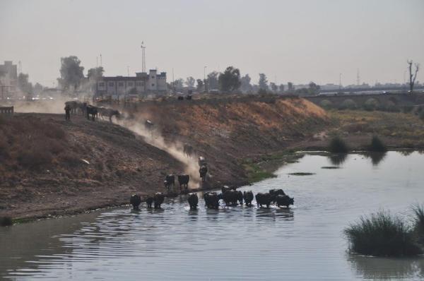 buffaloes scurrying down to river in mosul, iraq