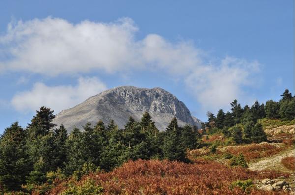 The summit of mount Dirfys behind the fir forest