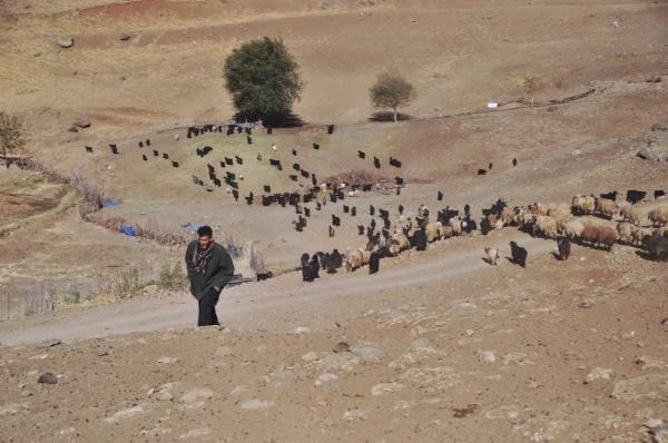 kurdish shepherd with sheep in iraqi mountains