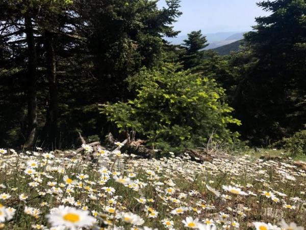 trees and daisy flowers on mount cithaeron 