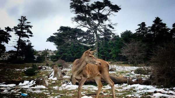 Red deer in Mount Parnitha