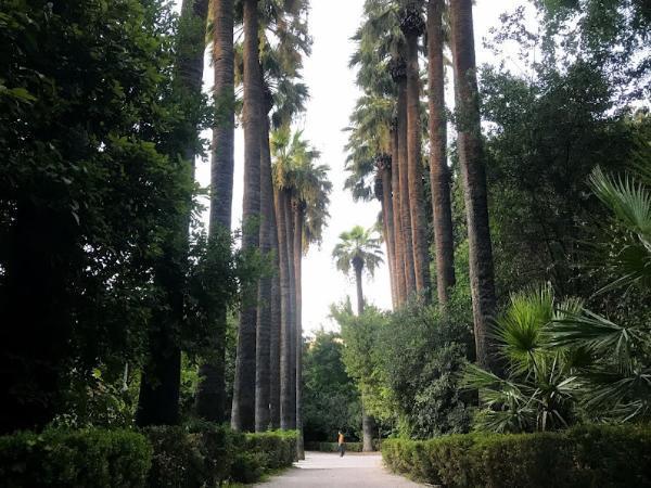 national garden athens Washingtonia trees by the main entrance