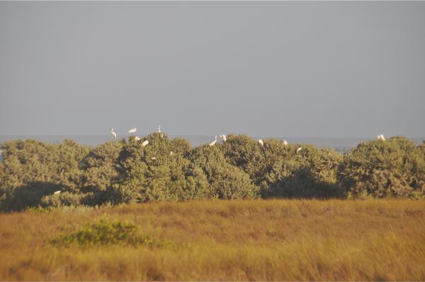 Egrets perching on treetops on nosy ve island