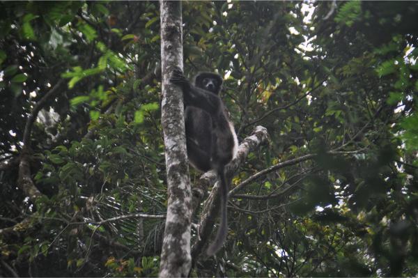 Milne-Edward’s sifaka lemur in ranomafana national park in ranomafana national park