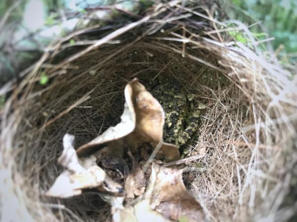 Frog hiding in a bird's nest in ranomafana national park