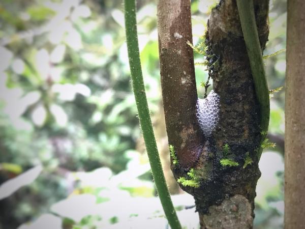 Spittle insect cover in ranomafana national park