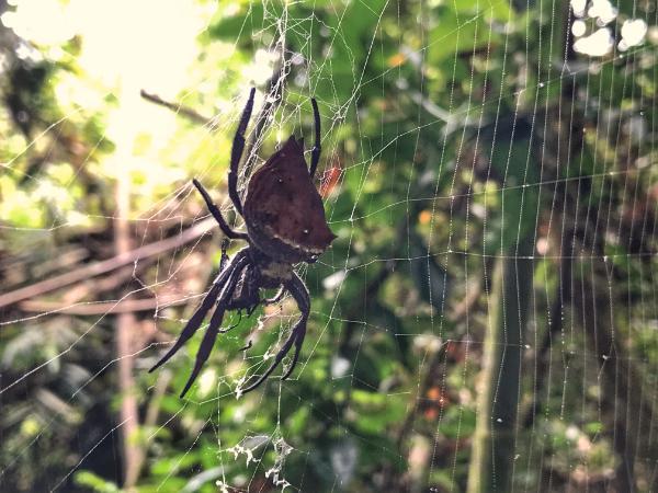 Big spider devouring an insect in ranomafana national park