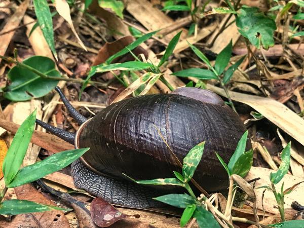 Giant African Snail in ranomafana national park