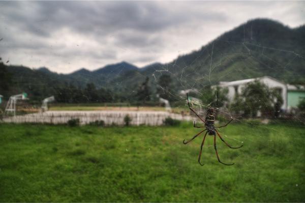 huge spider in ranomafana madagascar