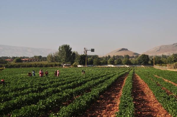 Fields in the periphery of Anjar