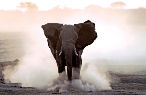 θάνατοι ανθρώπων από αφρικανικούς ελέφαντες