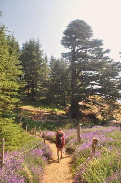 Lovely path through the Cedars of God, lebanon mountains trail