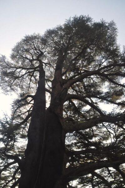 Massive double cedar tree, cedars of god, lebanon